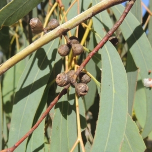 Eucalyptus mannifera at Conder, ACT - 19 Mar 2023 10:05 AM