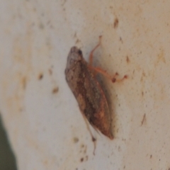 Ledrinae (subfamily) (A Flat-headed Leafhopper) at Conder, ACT - 18 Mar 2023 by michaelb