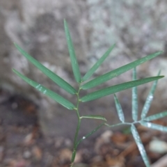 Geitonoplesium cymosum (Climbing Lily) at Jerrawangala, NSW - 13 Jul 2023 by RobG1