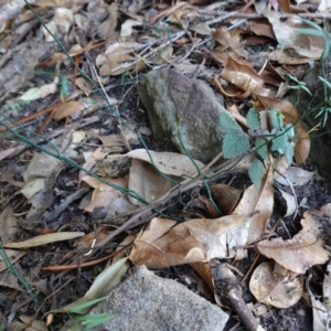 Geitonoplesium cymosum at Jerrawangala, NSW - 13 Jul 2023