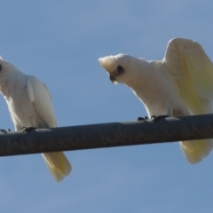 Cacatua sanguinea (Little Corella) at Conder, ACT - 18 Mar 2023 by michaelb