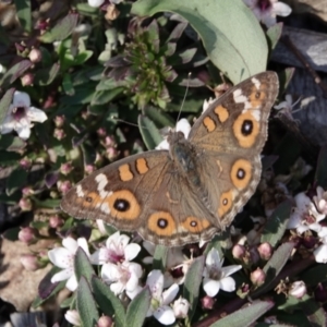 Junonia villida at Campbell, ACT - 10 Feb 2023