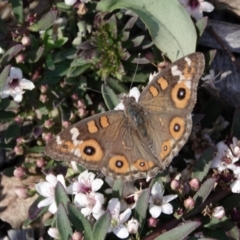 Junonia villida (Meadow Argus) at Campbell, ACT - 9 Feb 2023 by MargD