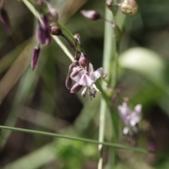 Arthropodium milleflorum (Vanilla Lily) at Campbell, ACT - 10 Feb 2023 by MargD