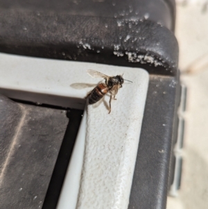 Apis mellifera at Jervis Bay, JBT - 1 Sep 2023 12:48 PM