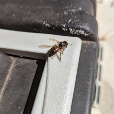 Apis mellifera (European honey bee) at Jervis Bay, JBT - 1 Sep 2023 by JP95