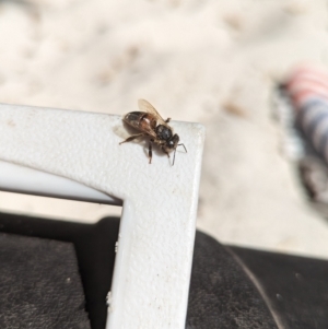 Apis mellifera at Jervis Bay, JBT - 1 Sep 2023 12:48 PM