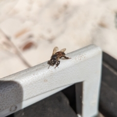 Apis mellifera at Jervis Bay, JBT - 1 Sep 2023 12:48 PM