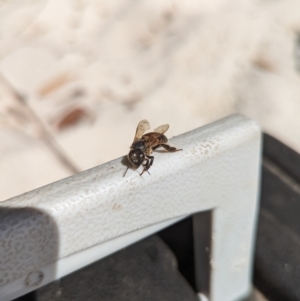 Apis mellifera at Jervis Bay, JBT - 1 Sep 2023 12:48 PM