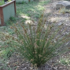 Juncus (genus) (A Rush) at Campbell, ACT - 10 Feb 2023 by MargD