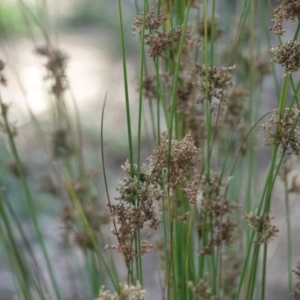 Juncus sp. at Campbell, ACT - 10 Feb 2023 04:29 AM