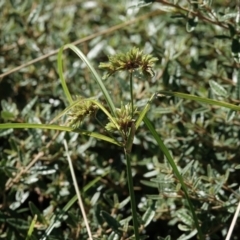 Cyperus eragrostis (Umbrella Sedge) at Katoomba Park, Campbell - 10 Feb 2023 by MargD