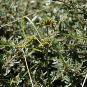 Cyperus eragrostis at Campbell, ACT - 10 Feb 2023