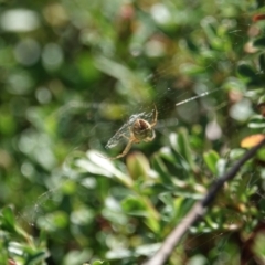 Salsa fuliginata (Sooty Orb-weaver) at Campbell, ACT - 10 Feb 2023 by MargD