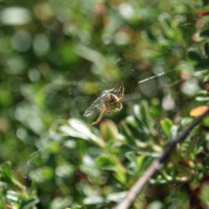 Salsa fuliginata at Campbell, ACT - 10 Feb 2023