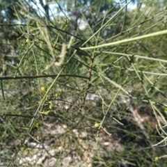 Choretrum candollei at Jerrawangala, NSW - 13 Jul 2023 10:39 AM