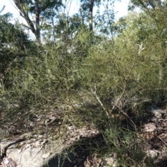 Choretrum candollei at Jerrawangala, NSW - 13 Jul 2023 10:39 AM