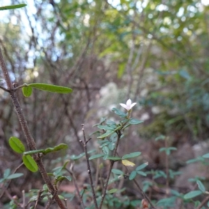 Zieria sp. at Jerrawangala, NSW - 13 Jul 2023