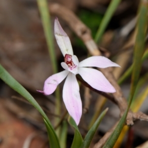 Caladenia fuscata at Canberra Central, ACT - 1 Sep 2023