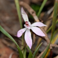 Caladenia fuscata (Dusky Fingers) at Canberra Central, ACT - 1 Sep 2023 by RobertD