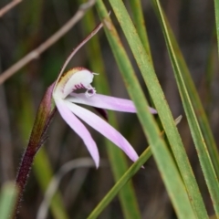 Caladenia fuscata at Canberra Central, ACT - 1 Sep 2023