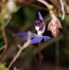 Cyanicula caerulea (Blue Fingers, Blue Fairies) at Canberra Central, ACT - 1 Sep 2023 by RobertD