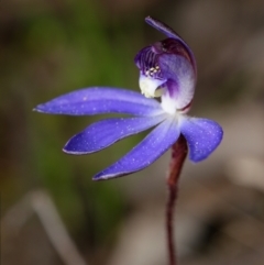 Cyanicula caerulea (Blue Fingers, Blue Fairies) at Canberra Central, ACT - 1 Sep 2023 by RobertD