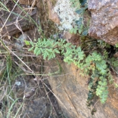 Cheilanthes sieberi subsp. sieberi (Narrow Rock Fern) at Belconnen, ACT - 1 Sep 2023 by MattM