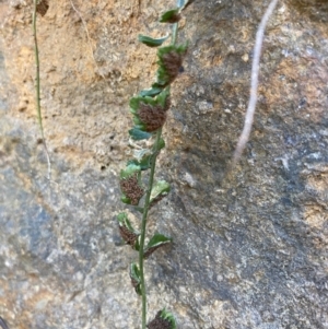 Asplenium flabellifolium at Belconnen, ACT - 1 Sep 2023