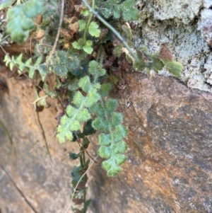 Asplenium subglandulosum at Belconnen, ACT - 1 Sep 2023 12:22 PM