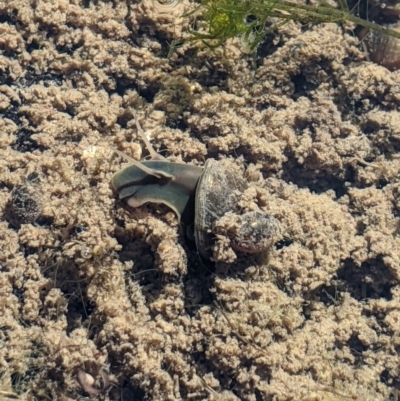 Physa acuta at Molonglo River Reserve - 1 Sep 2023 by MattM