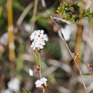 Leucopogon virgatus at Paddys River, ACT - 31 Aug 2023 12:25 PM