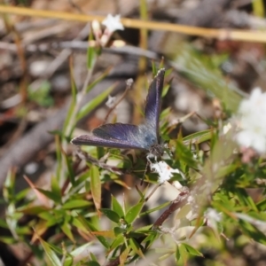 Leucopogon virgatus at Paddys River, ACT - 31 Aug 2023