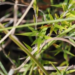 Leucopogon virgatus at Paddys River, ACT - 31 Aug 2023 12:25 PM