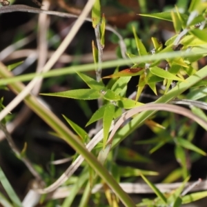 Leucopogon virgatus at Paddys River, ACT - 31 Aug 2023 12:25 PM