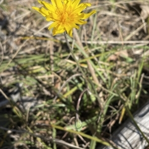 Microseris walteri at Bruce, ACT - 1 Sep 2023