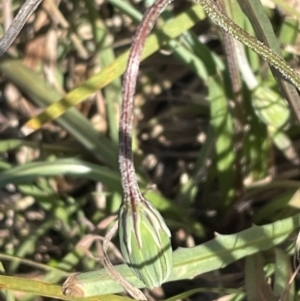 Microseris walteri at Bruce, ACT - 1 Sep 2023