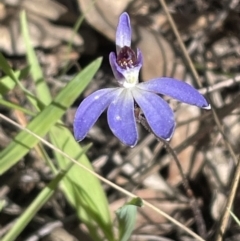 Cyanicula caerulea (Blue Fingers, Blue Fairies) at Flea Bog Flat, Bruce - 1 Sep 2023 by JVR