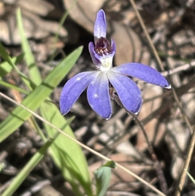 Cyanicula caerulea (Blue Fingers, Blue Fairies) at Flea Bog Flat, Bruce - 1 Sep 2023 by JVR