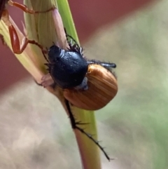 Phyllotocus rufipennis (Nectar scarab) at Higgins Woodland - 9 Dec 2022 by MattM