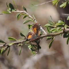 Paralucia aurifera (Bright Copper) at Paddys River, ACT - 31 Aug 2023 by RAllen