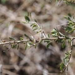 Paralucia aurifera at Paddys River, ACT - 31 Aug 2023