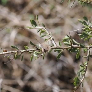 Paralucia aurifera at Paddys River, ACT - 31 Aug 2023