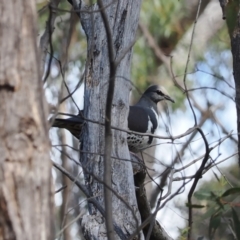 Leucosarcia melanoleuca (Wonga Pigeon) at Paddys River, ACT - 31 Aug 2023 by RAllen