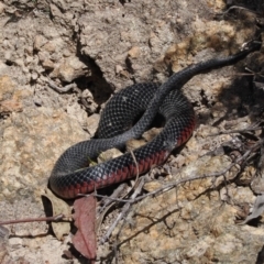 Pseudechis porphyriacus (Red-bellied Black Snake) at Tidbinbilla Nature Reserve - 31 Aug 2023 by RAllen