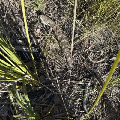 Tiliqua scincoides scincoides (Eastern Blue-tongue) at Aranda, ACT - 1 Sep 2023 by lbradley