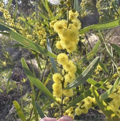 Acacia stricta (Straight Wattle) at Aranda Bushland - 1 Sep 2023 by lbradley