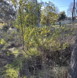 Acacia stricta at Aranda, ACT - 1 Sep 2023