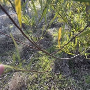 Acacia stricta at Aranda, ACT - 1 Sep 2023