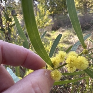 Acacia stricta at Aranda, ACT - 1 Sep 2023 03:57 PM